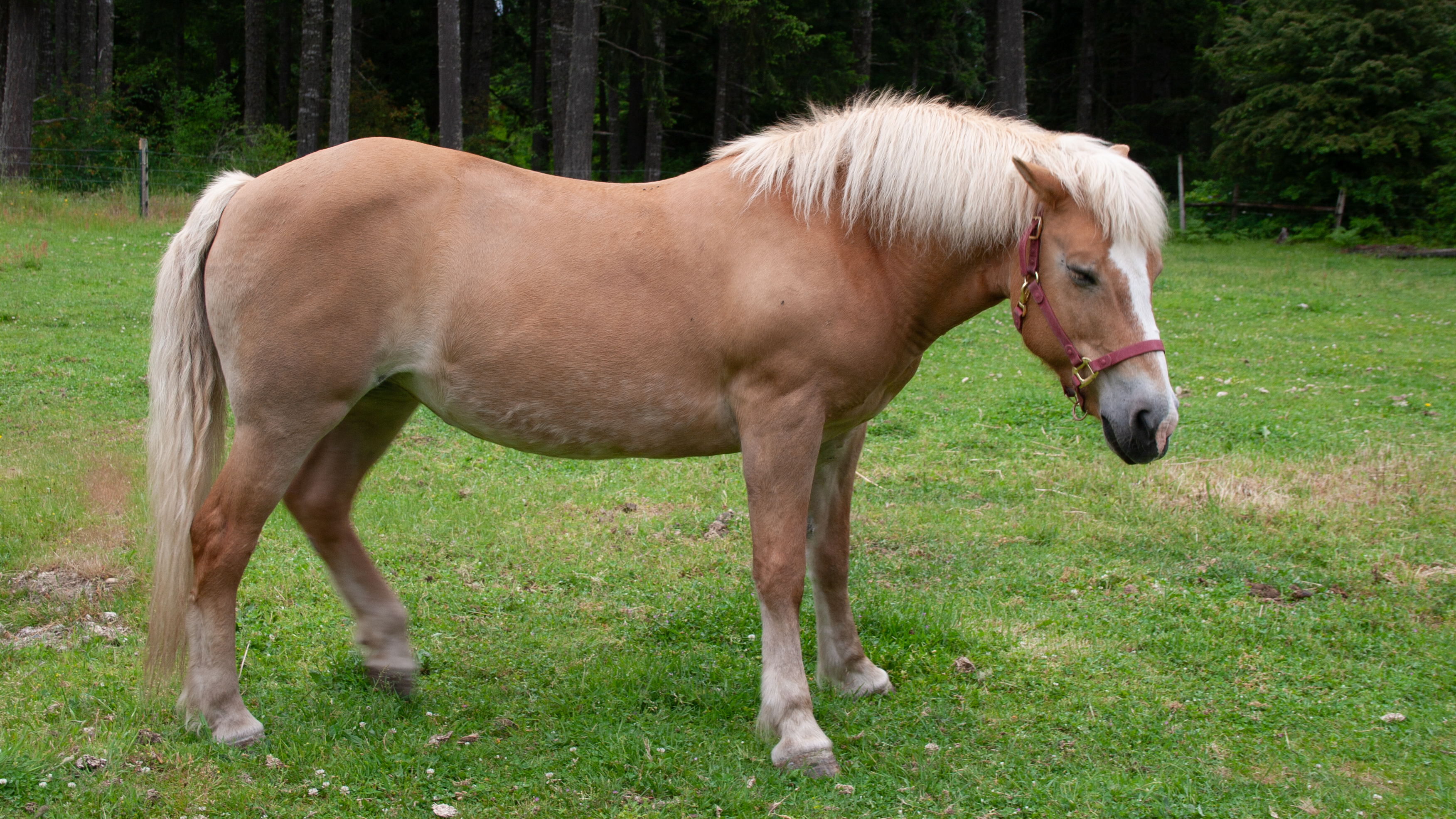 A light brown horse with a white mane stands in a green pasture surrounded by trees.