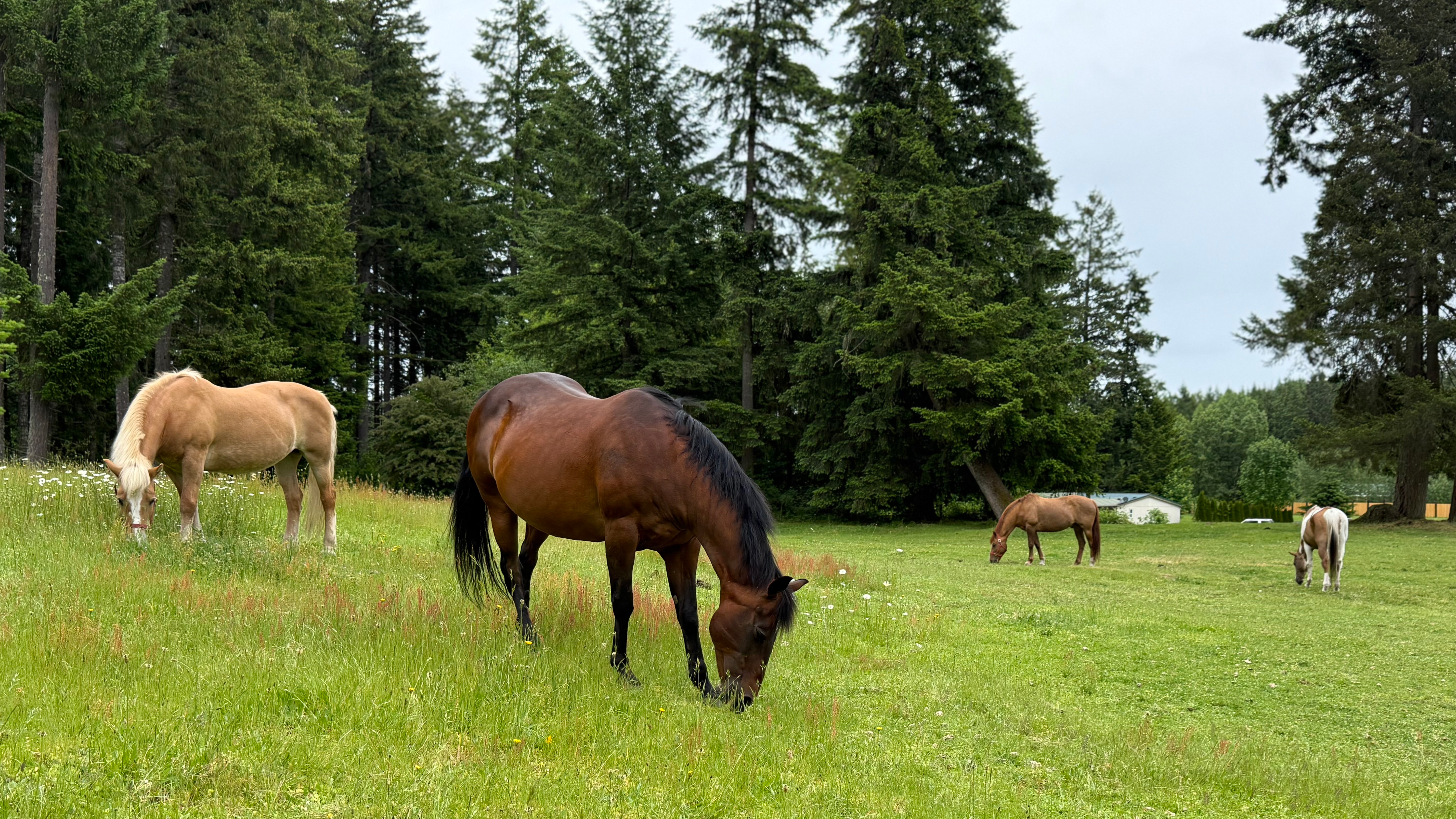 Four horses grazing on a lush green field surrounded by tall trees.